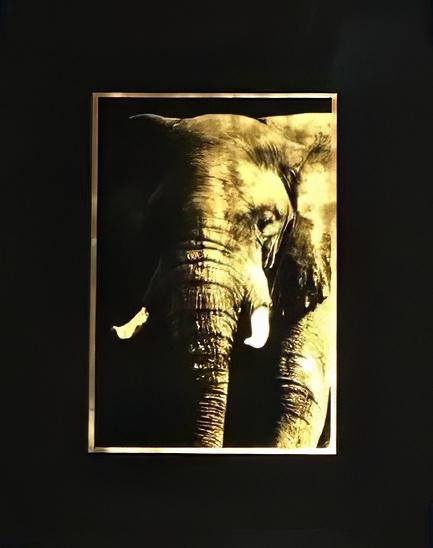 Puissance 85x70cm - Jean-Philippe Rigotti - Galerie Don Carli